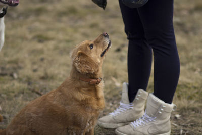 Low section of woman with dog on field