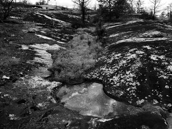 View of river flowing through forest