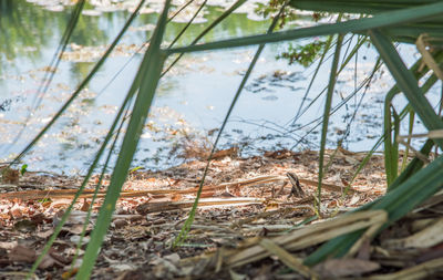 Close-up of plants growing on land