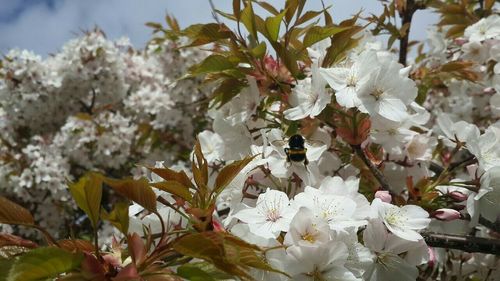 Low angle view of cherry blossoms