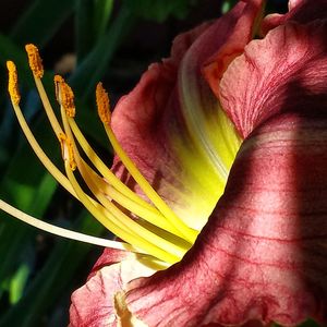 Close-up of day lily