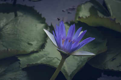 Close-up of water lily in lake