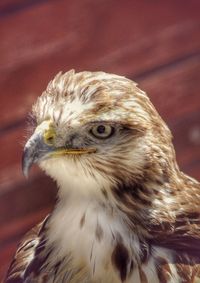 Close-up of owl