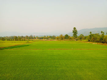 Scenic view of field against clear sky