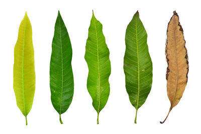 Close-up of green leaves against white background