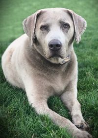 Portrait of dog sitting on grass