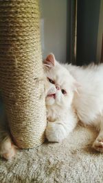 Portrait of white persian cat relaxing home