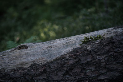 Close-up of lizard on tree trunk