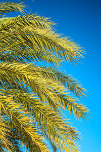 Low angle view of palm tree against clear blue sky