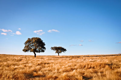 View of grassy landscape against blue sky