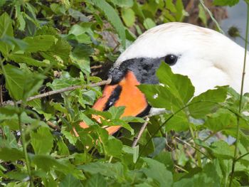 Bird perching on grass