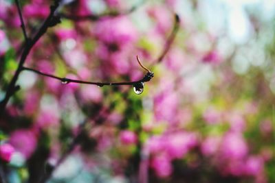 Close-up of pink flower tree
