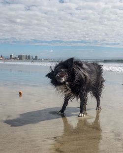 Dog on beach against sky