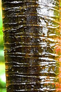 Close-up of lichen on tree trunk