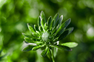 Close-up of plant