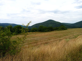 Scenic view of field against sky