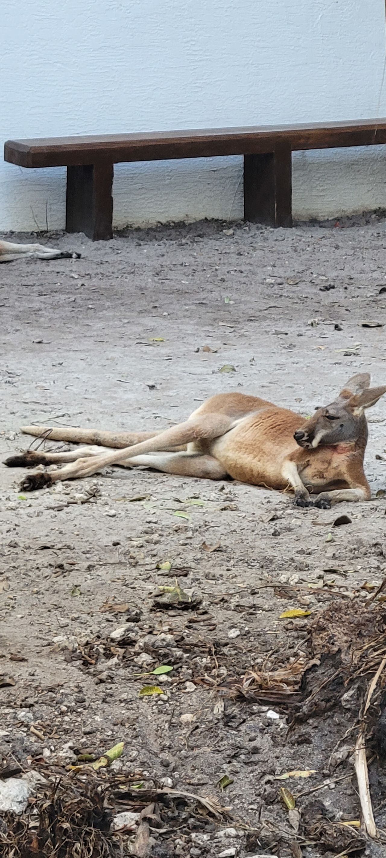 Kangaroo lying down