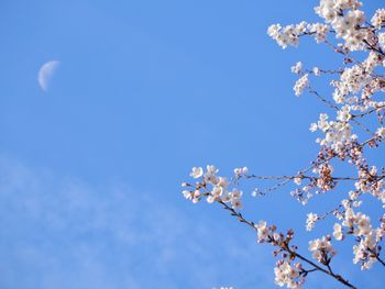 Low angle view of cherry blossom against blue sky