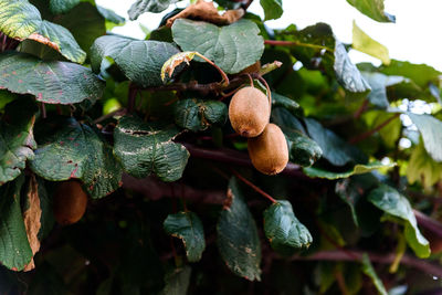 Close-up of kiwis growing on tree