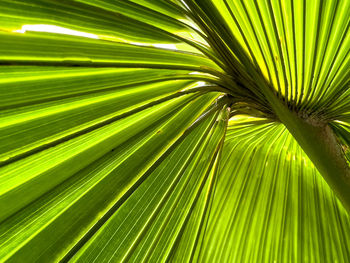 palm leaf