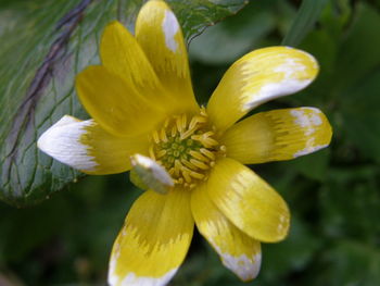 Close-up of yellow flower blooming outdoors