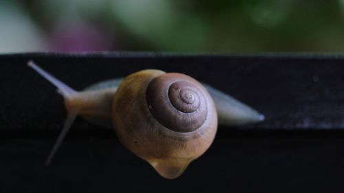 Close-up high angle view of snail