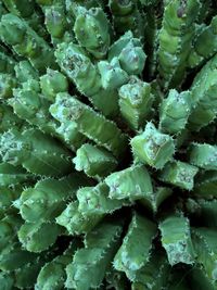 Full frame shot of green leaves
