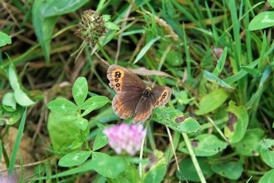 Butterfly pollinating on flower