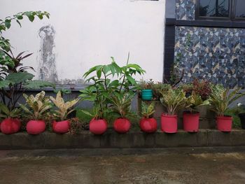 Potted plants against wall