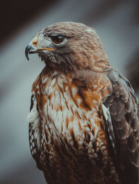 Close up of a bird of prey looking away