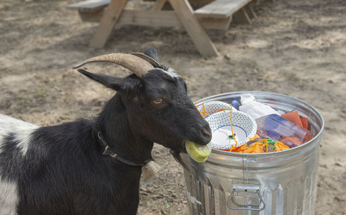 Isolated closeup portrait of a myotonic goat eating garbage on a tennessee, united states farm