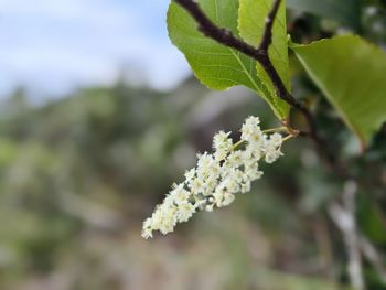 plant