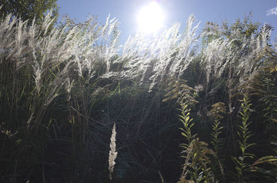 Plants growing on field against sky