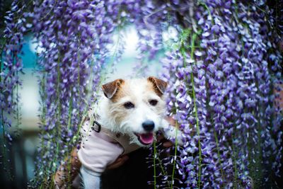 Portrait of dog on wisteria flowering plants 