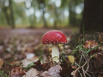 Close-up of fly agaric mushroom