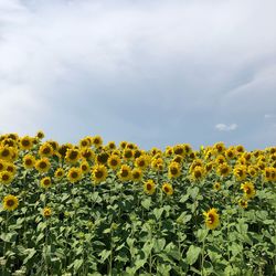 Sky and sunflowers - authentic ukrainian view