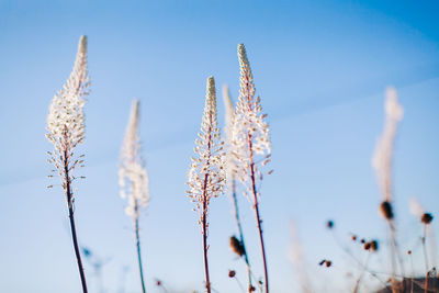 Low angle view of flowering plants against blue sky