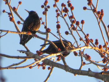 Low angle view of bird perching on tree against sky