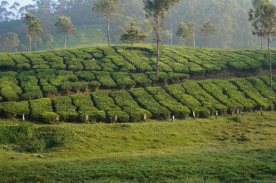 Scenic view of agricultural field