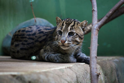 Wild cat in a zoo