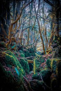 Trees growing in forest