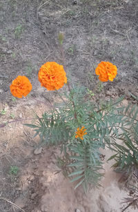 High angle view of flowering plant on land