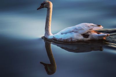 Close-up of swan on lake against sky