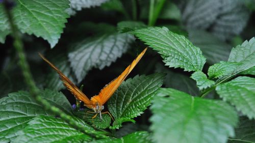 Close-up of insect on plant