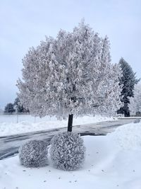 Trees on snow covered tree during winter