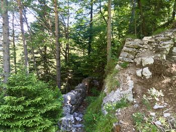 Stream flowing through rocks in forest