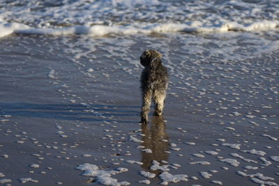 Cute happy little poodle dog at baltic sea beach in winter