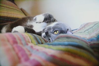 Kitten lying on bed at home