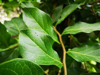 Close-up of green leaves