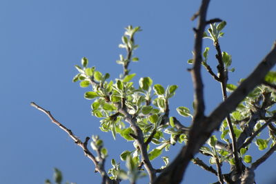 Low angle view of tree against blue sky